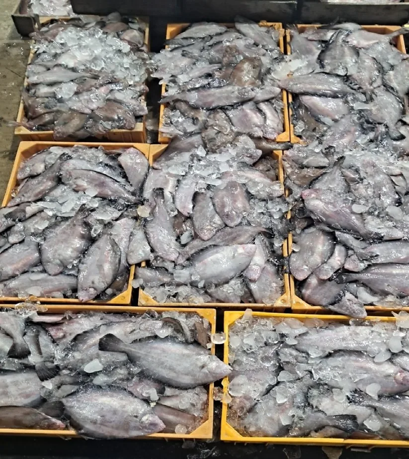 얼음을 채운 상자에 가지런히 담긴 가자미